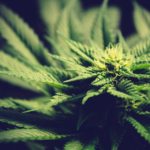 New recreational marijuana laws